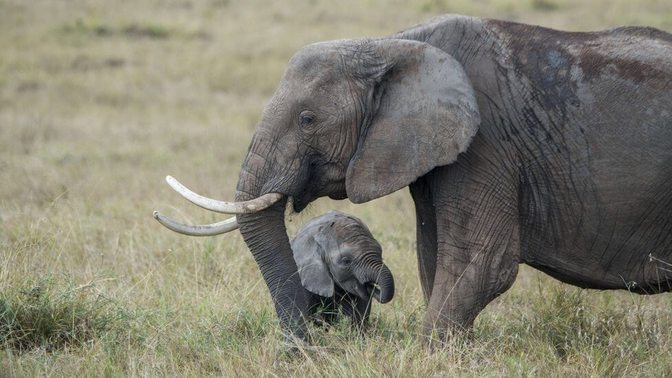 Cấm hành vi bán voi con cho các vườn thú
